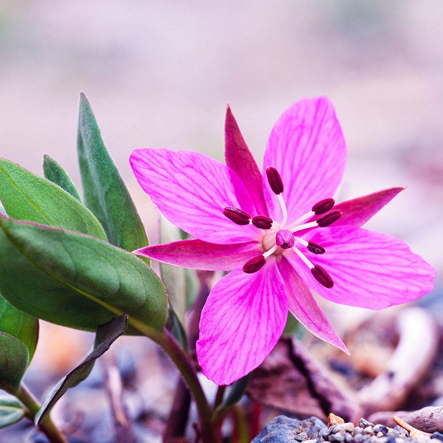 Fireweed Vibrant Magenta Wildflower Plant Seeds