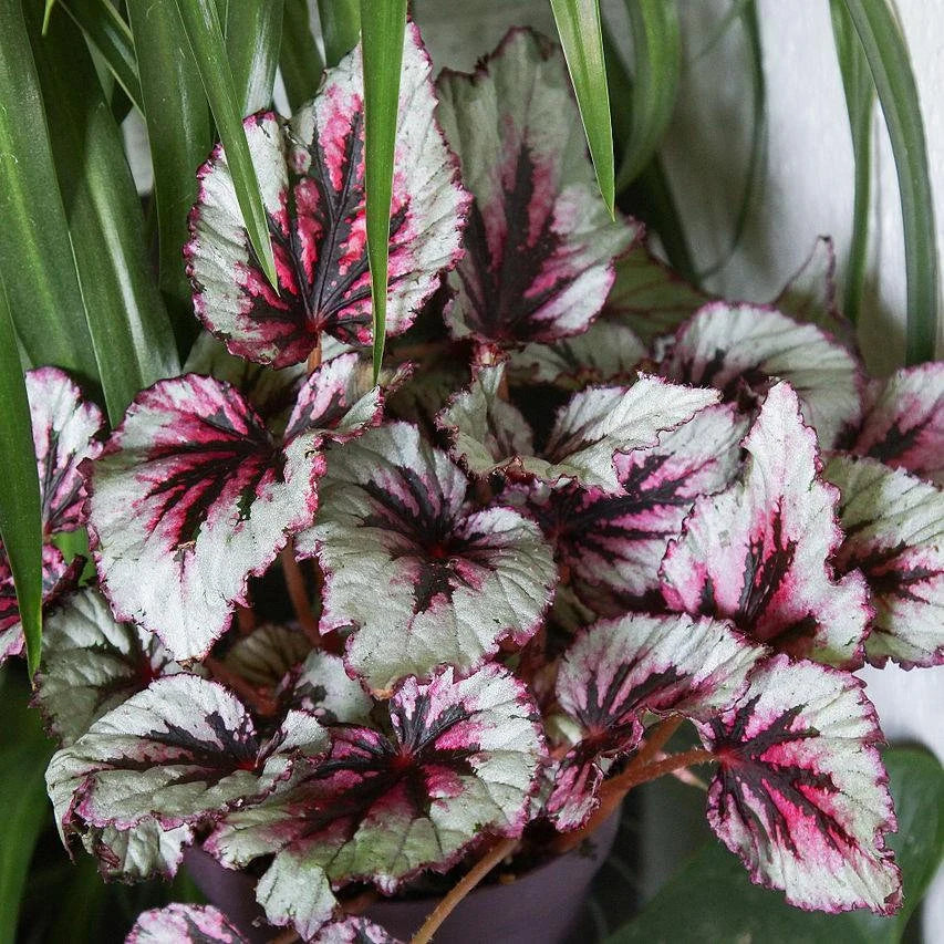 Begonia Begonia Rex Semi-Rare Color Bonsai Flower Seeds for Planting