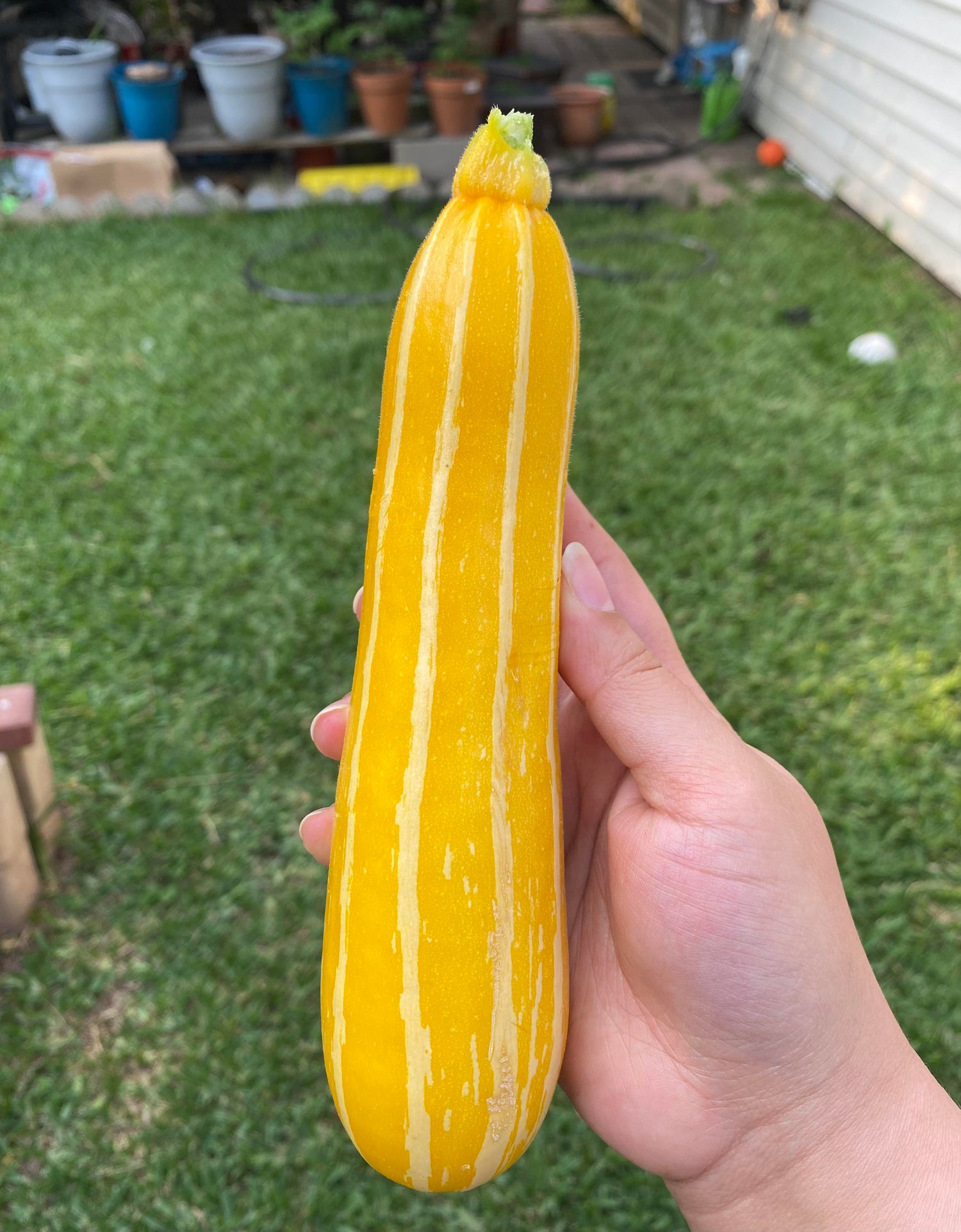 Sunstripe Hybrid Squash Seeds | Yellow Summer Squash with White Stripes – Heirloom, Non-GMO, High Germination Organic Garden Seeds