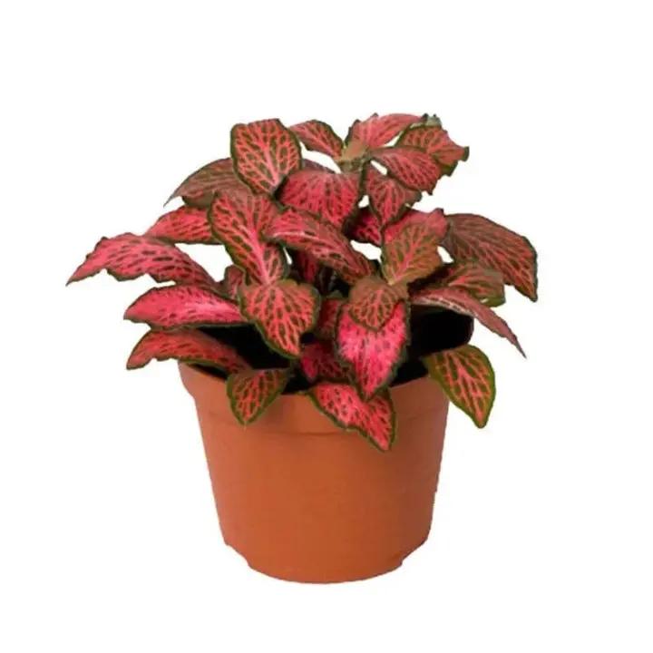 Red Fittonia Verschaffeltii Plant Seeds for Planting - Non GMO & Heirloom Seeds Dhara Seeds