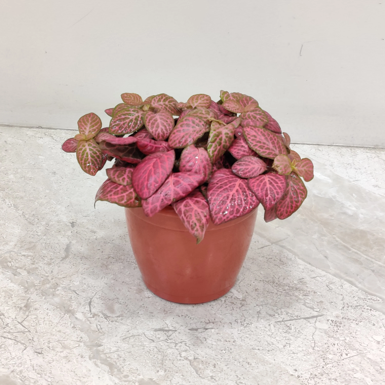 Fittonia Multi-Colour Plant Seeds for Planting - NON GMO Seeds
