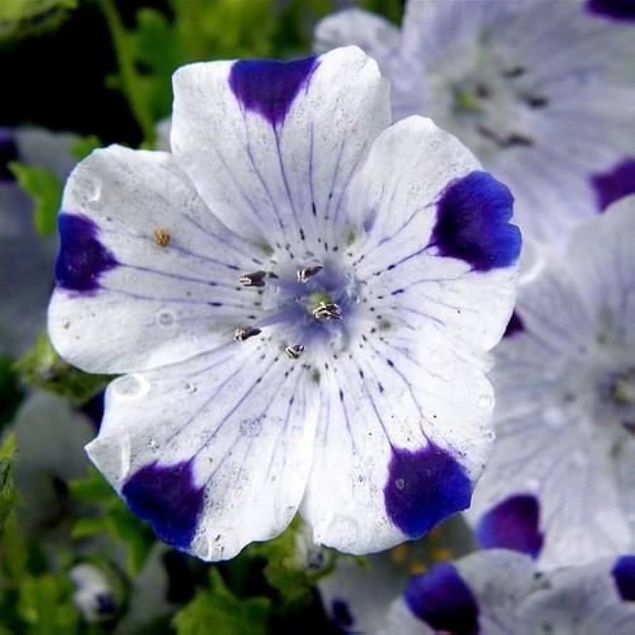 Five Spot Nemophila Seeds – Low - Growing Annual with Unique Petaled Blooms - Dharaseeds