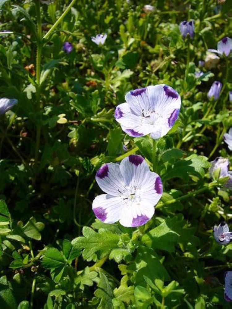 Five Spot Nemophila Seeds – Low - Growing Annual with Unique Petaled Blooms - Dharaseeds