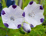 Five Spot Nemophila Seeds – Low - Growing Annual with Unique Petaled Blooms - Dharaseeds