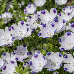 flowers high quality flower seeds for growing vibrant and colorful blooms in home gardens and landscapes organic flowers premium organic flower seeds for sustainable gardening and beautiful blossoms suitable for all climates