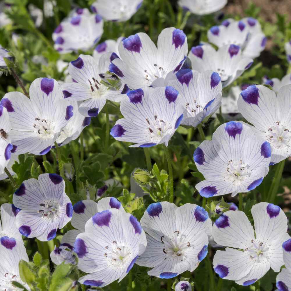 Five Spot Blue Eyed Annual Wildflower Seeds