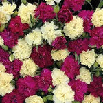 Fizz Bananaberry Carnation Seeds – Unusual Color Combo with Classic Carnation Form - Dharaseeds