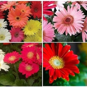 Fizz Bananaberry Carnation Seeds – Unusual Color Combo with Classic Carnation Form - Dharaseeds