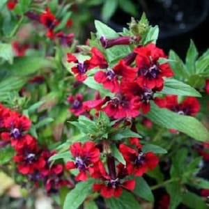 Fizz Bananaberry Carnation Seeds – Unusual Color Combo with Classic Carnation Form - Dharaseeds