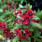 Fizz Bananaberry Carnation Seeds – Unusual Color Combo with Classic Carnation Form - Dharaseeds