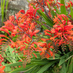 Flame Orange Crocosmia Flower seeds – perennial with fiery blooms - Dharaseeds