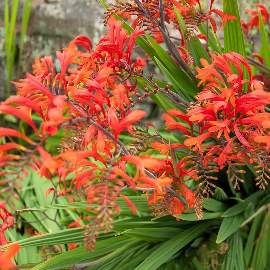 Flame Orange Crocosmia Flower seeds – perennial with fiery blooms - Dharaseeds