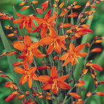 Flame Orange Crocosmia Flower seeds – perennial with fiery blooms - Dharaseeds
