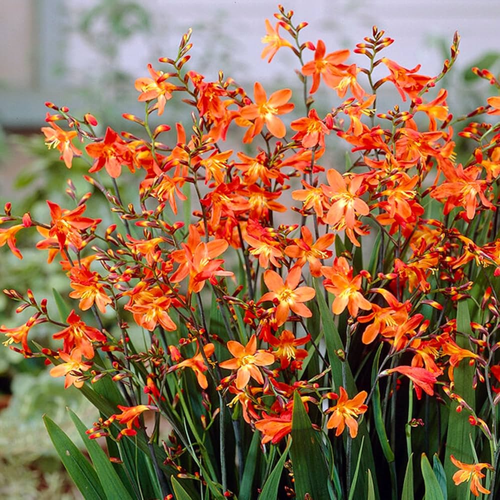 Flame Orange Crocosmia Flower seeds – perennial with fiery blooms - Dharaseeds