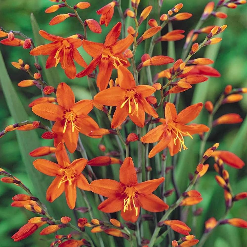 Flame Orange Crocosmia Flower seeds – perennial with fiery blooms - Dharaseeds