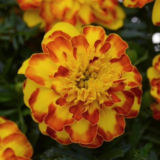 French Marigold Flamenco Imported heirloom non-gmo garden seeds
