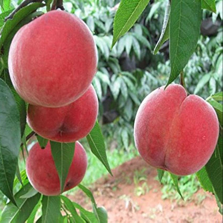 Flat peach fruit grown from quality planting seeds