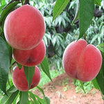 Flat peach fruit grown from quality planting seeds
