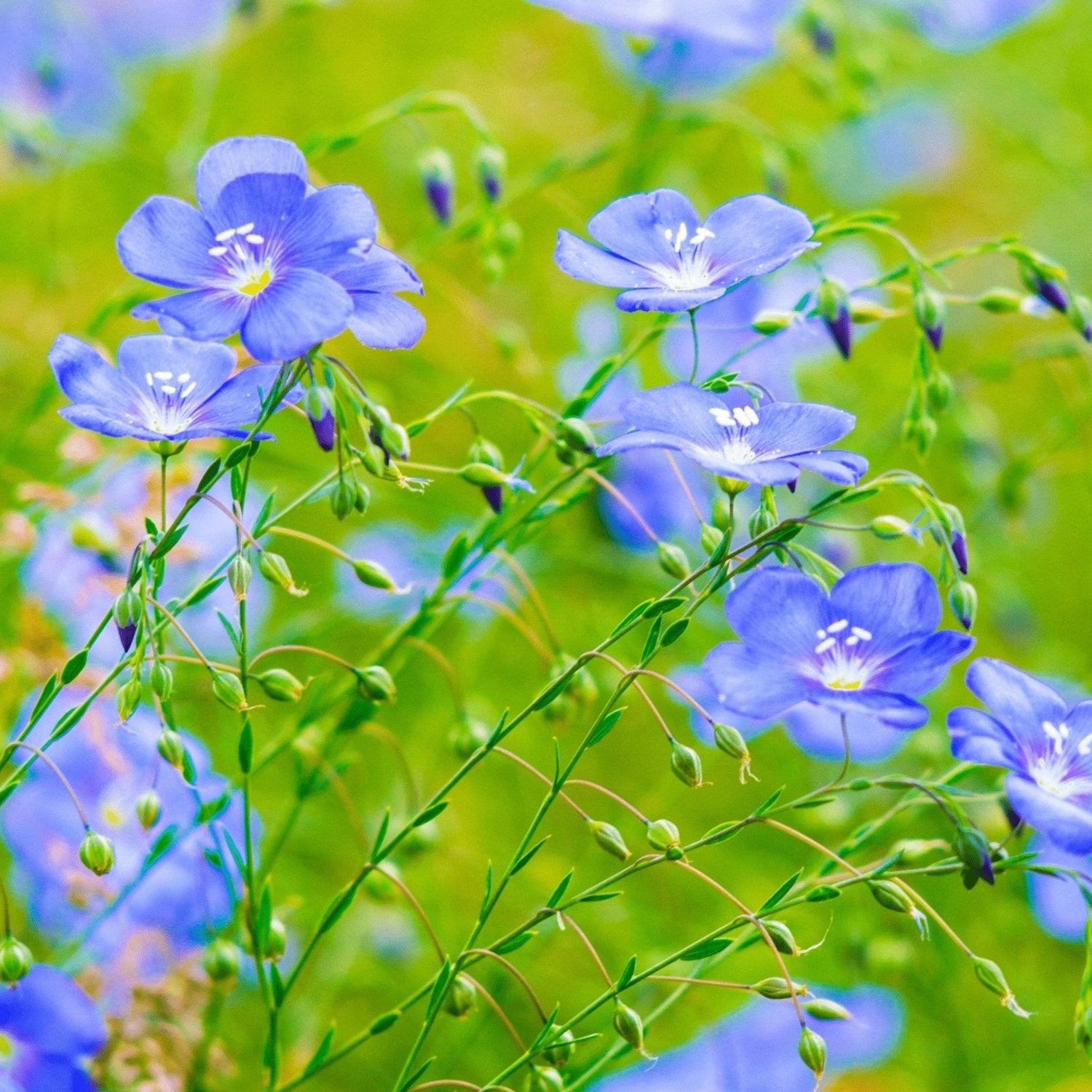 Flax Blue (Linum perrene) Seeds