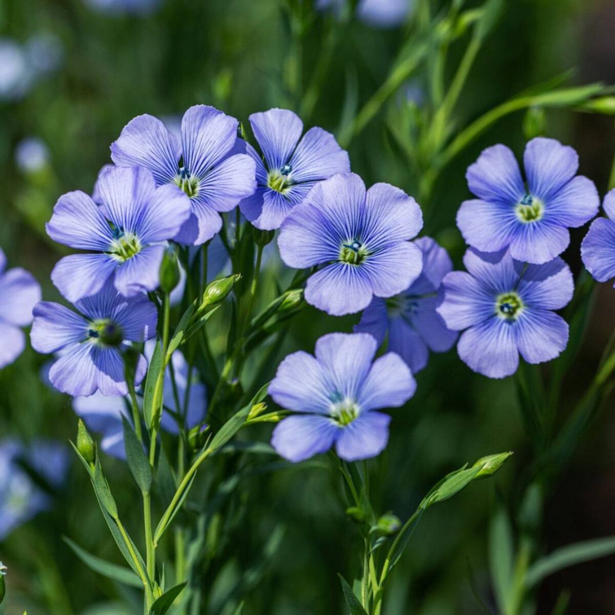 Blue Flax Linum usitatissimum decorative and edible flower seeds for home garden planting