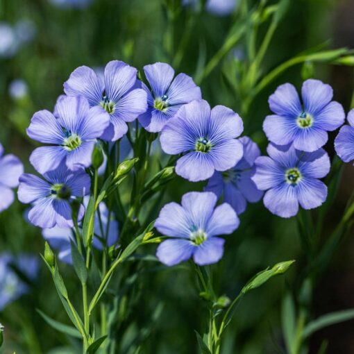 Flax Ornamental Blue Flower Imported heirloom non-gmo garden seeds