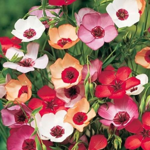 Flax Ornamental Flower Imported heirloom non-gmo garden seeds