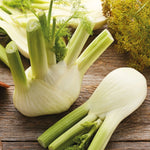Florence fennel heirloom seeds swallowtail butterfly host plant