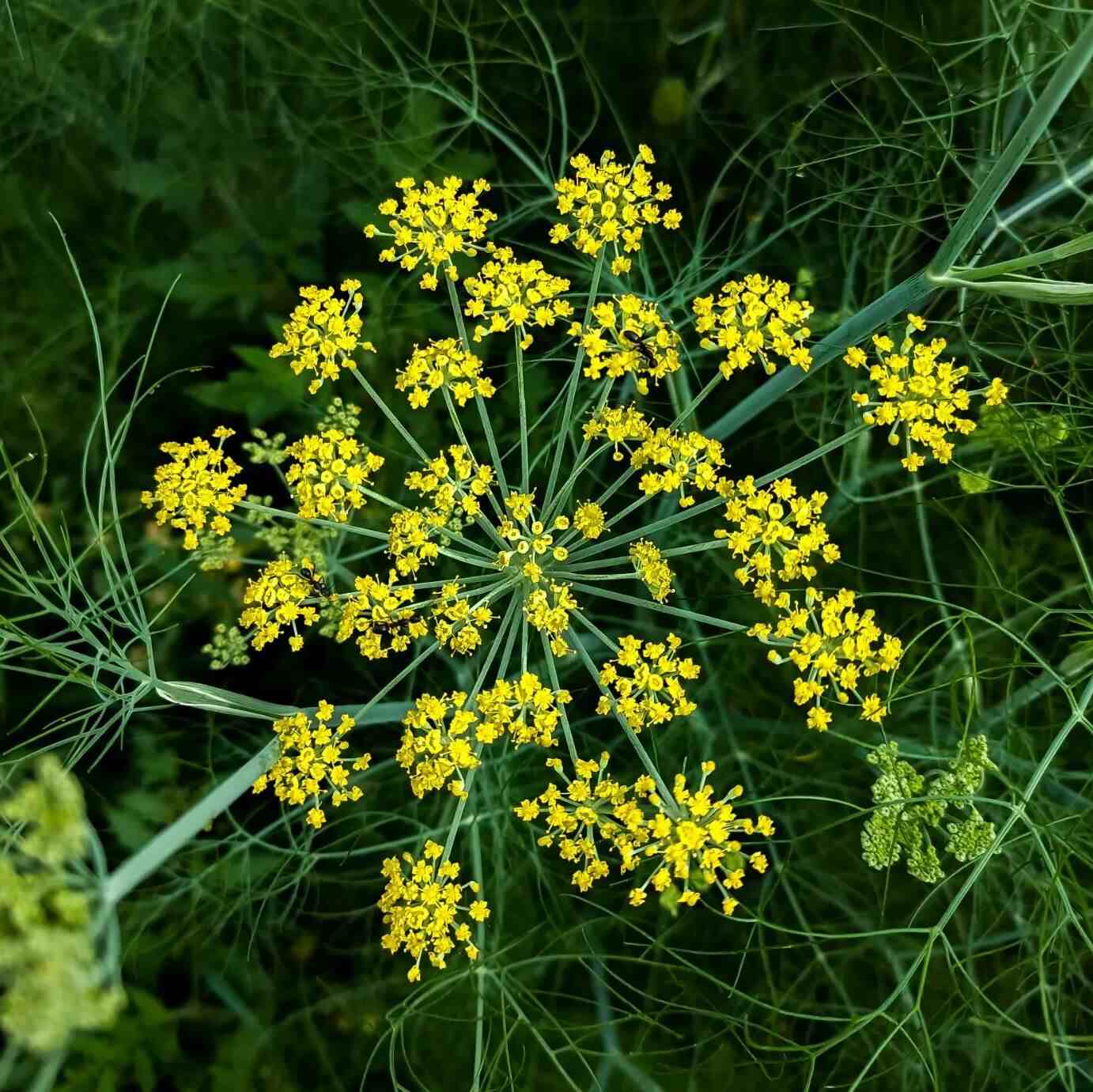 Annual Foeniculum Vulgare Fennel Herb Garden Seeds