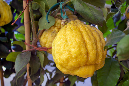 Florentine Citron (Citrus medica)