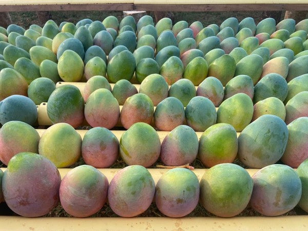 Keitt Mango (Mangifera indica)