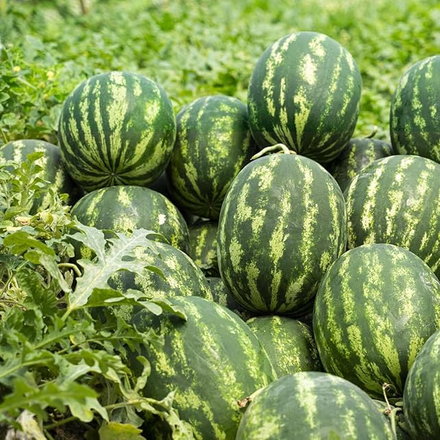 Florida Giant watermelon non-GMO seeds for large fruit gardening