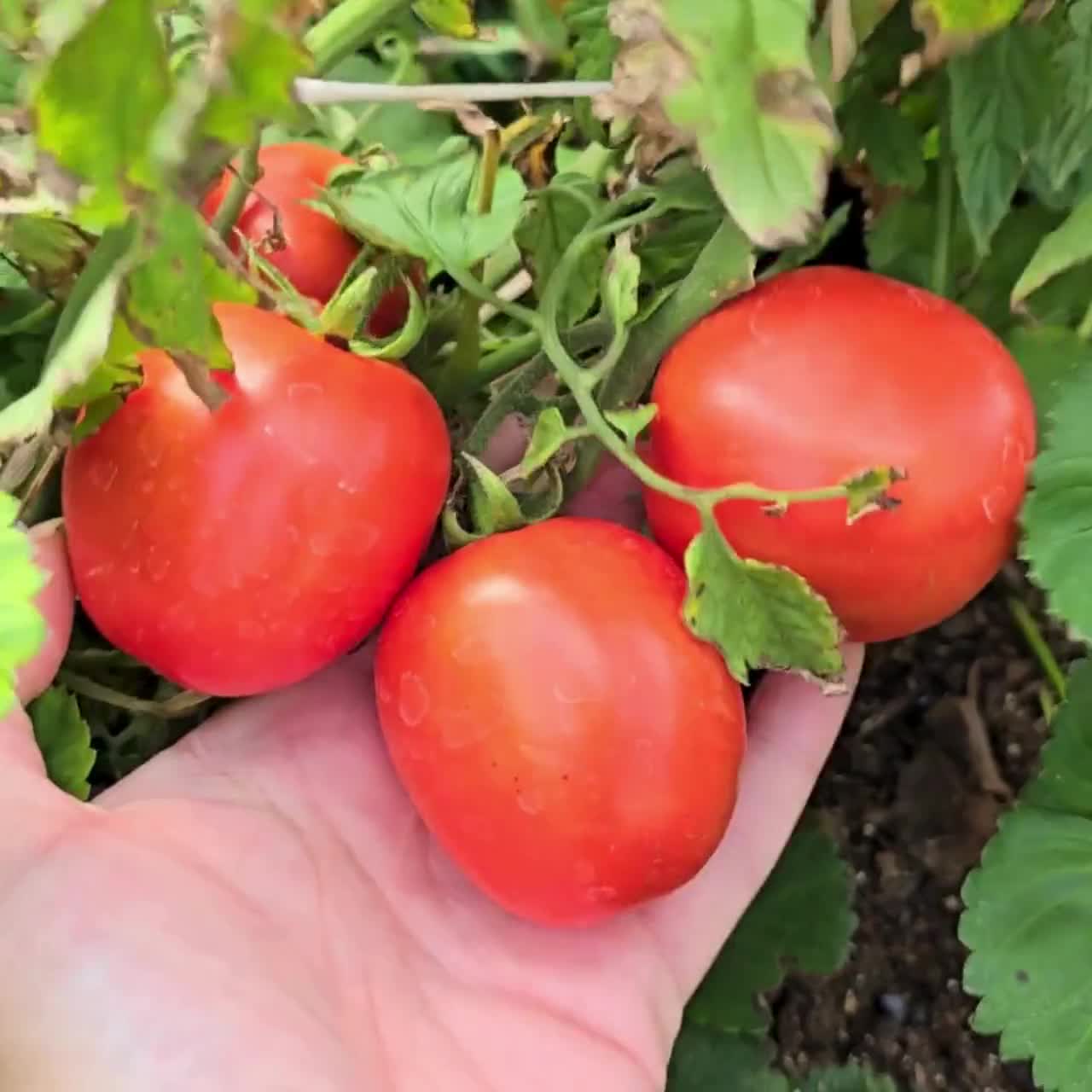 Floridade Tomato Seeds for Garden and Container Planting