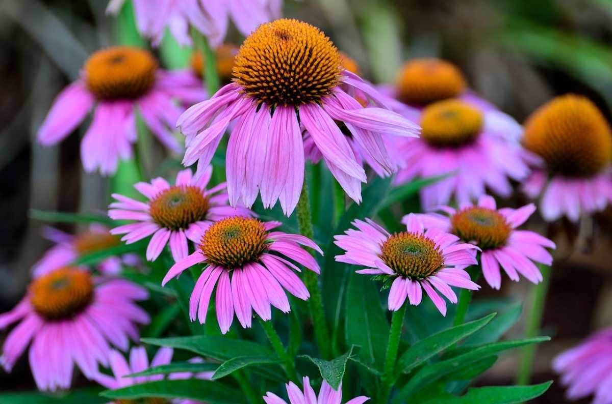 Coneflower Echinacea purpurea Purple Flowering Seeds For Planting in pollinator-friendly home gardens