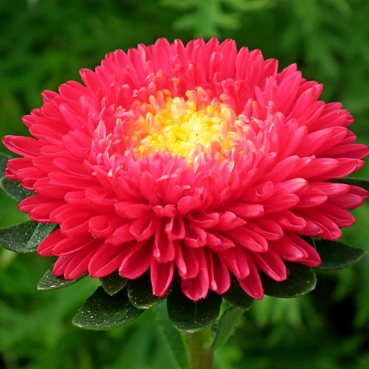 Red Double Gremlin Aster Flower Seeds – Showy, Full Blooms with Dramatic Red Tones