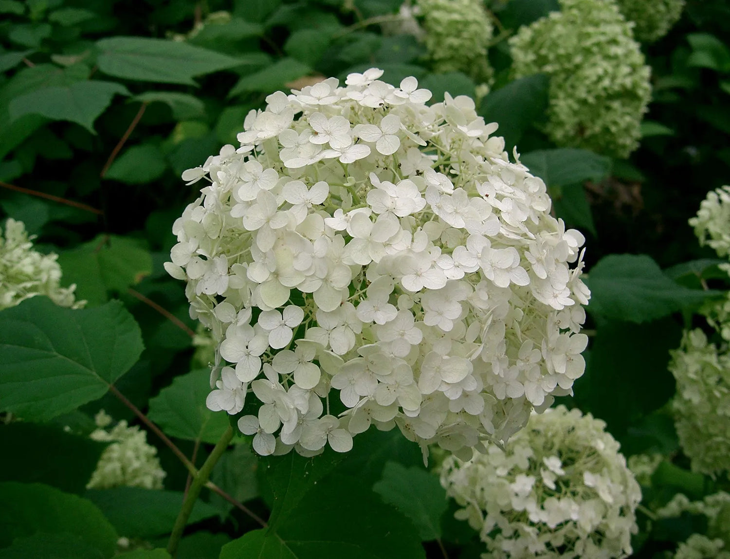 Arborescens Plant Seeds – Hardy & Beautiful Shrub-Heirloom & Non-GMO Seeds for plantingg – Fresh Herb for Your Garden