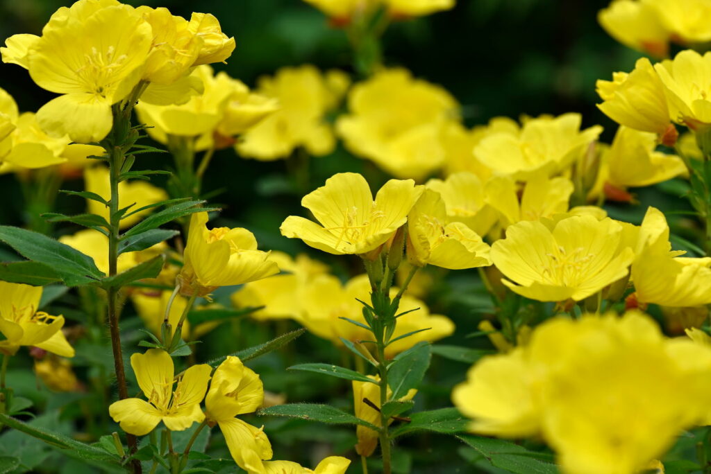 Missouri Primrose Seeds (Dwarf)