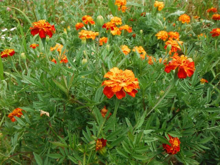 Russian Marigold Flower Seeds for Planting – Bright Hardy Blooms for Garden Borders