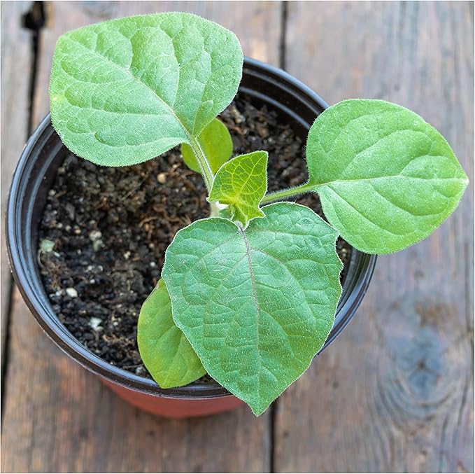 Flower Garden Seeds – Chinese Lantern “Orange” Decorative Blooms - Dharaseeds