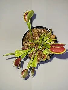 Flytrap Dionaea Muscipula Venus Insect - Eating Flower Seeds for Planting – 20 Pcs for Indoor Pots and Backyard Gardens - Dharaseeds