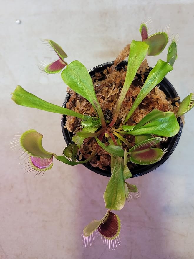 Flytrap Dionaea Muscipula Venus Insect - Eating Flower Seeds for Planting – 20 Pcs for Indoor Pots and Backyard Gardens - Dharaseeds