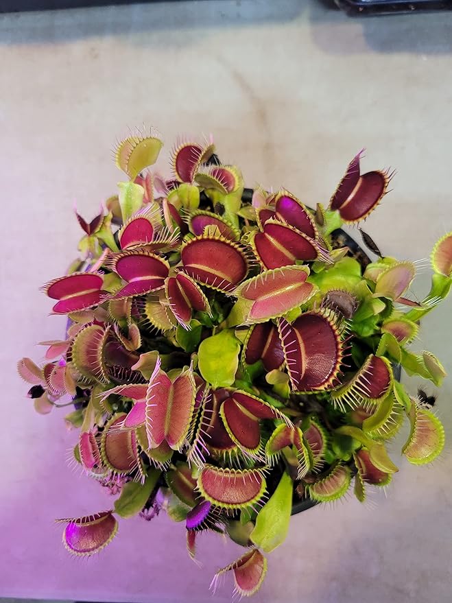Flytrap Dionaea Muscipula Venus Insect - Eating Flower Seeds for Planting – 20 Pcs for Indoor Pots and Backyard Gardens - Dharaseeds