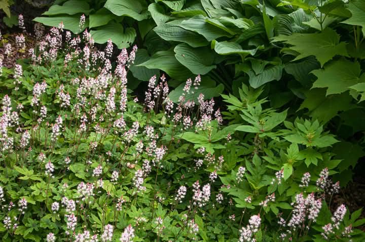 Foam Flower Seeds for Planting – Shade-Loving Perennial Garden Blooms