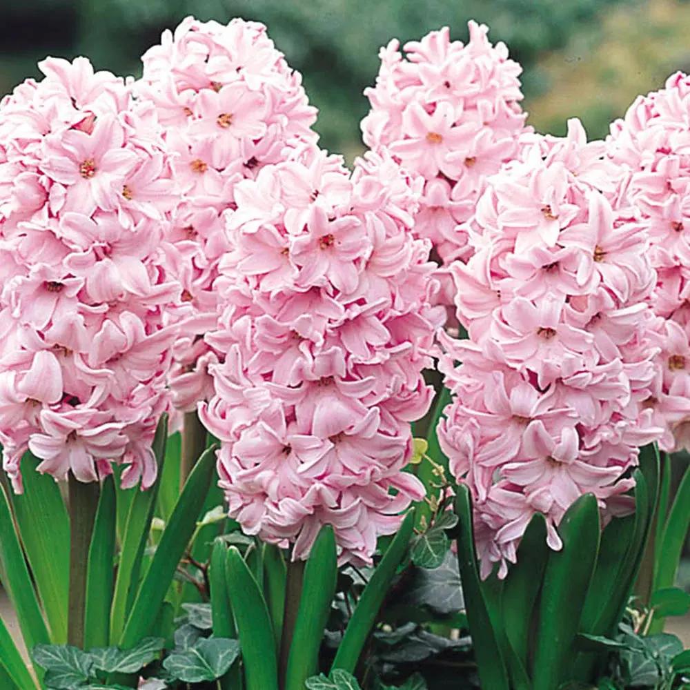 Baby Pink Hyacinth Flower Seeds for Planting - NON GMO Seeds for planting in home garden