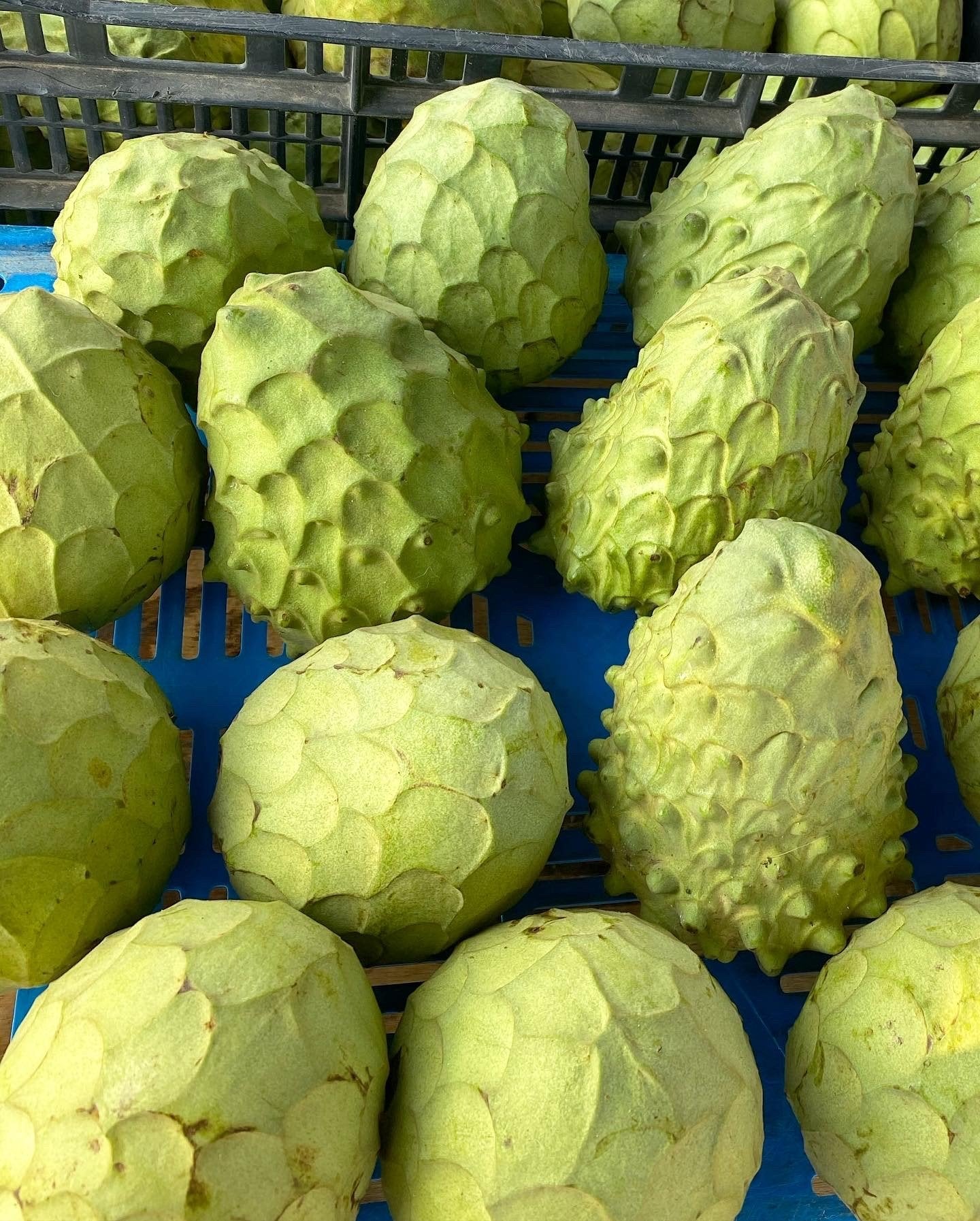 Cherimoya (Annona cherimola)