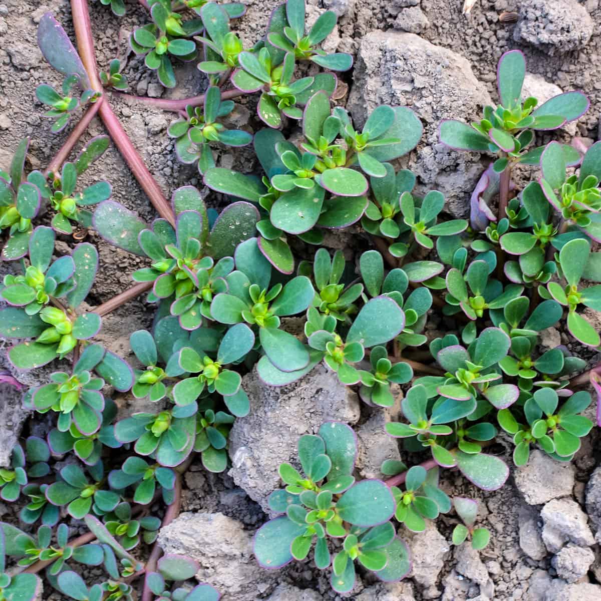 TKE Farms & Gardens Purslane Seeds