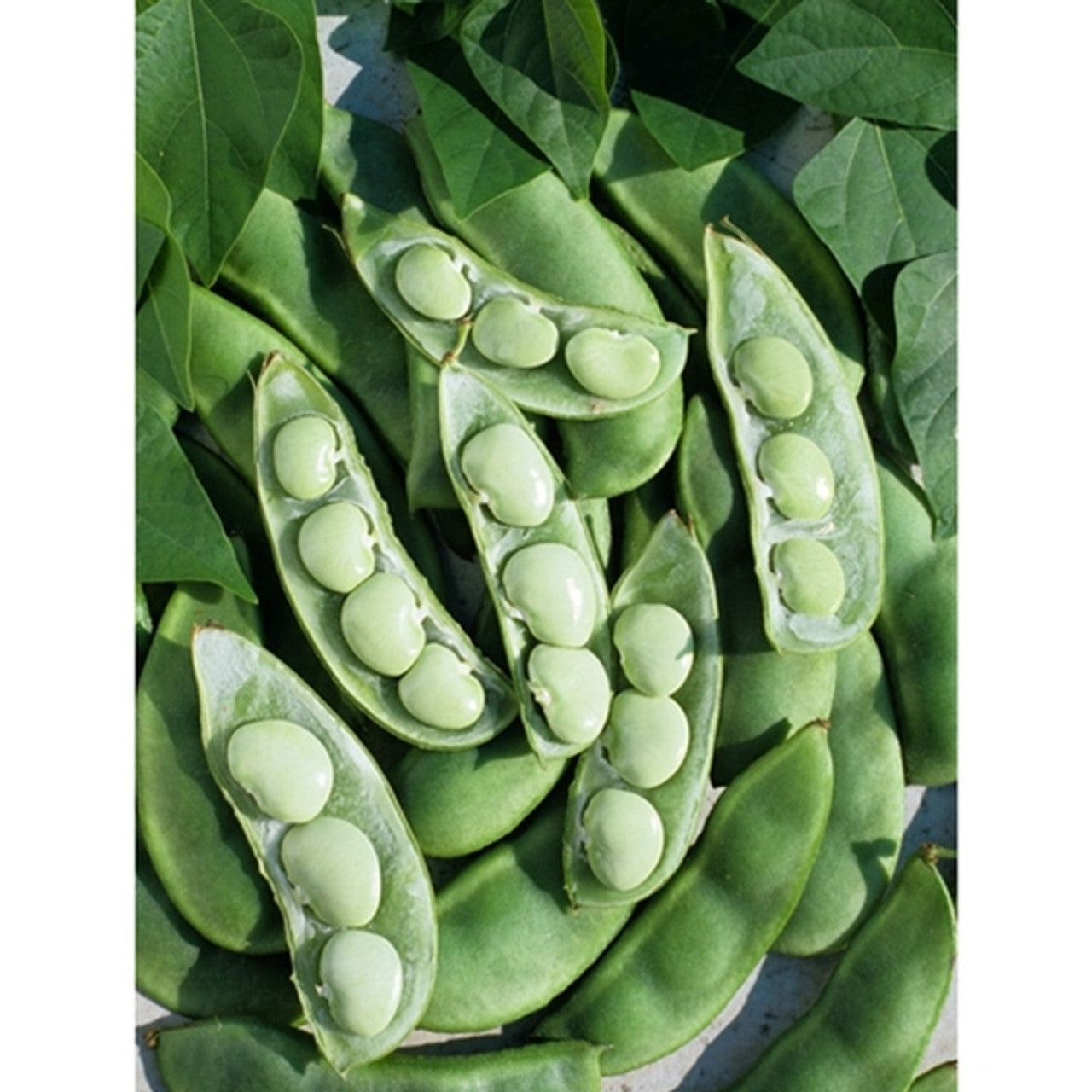 Fordhook 242 lima bean seeds for organic home gardening