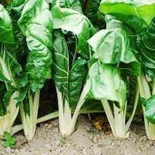 Fordhook Giant Vegetable Seeds for Planting - 100 Pcs pcs - Dharaseeds