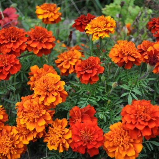 French Marigold Forest Fire Imported heirloom non-gmo organic garden seeds