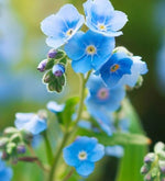 Forget Me Not Chinese Cynoglossum Amabile heirloom non-gmo organic garden seeds
