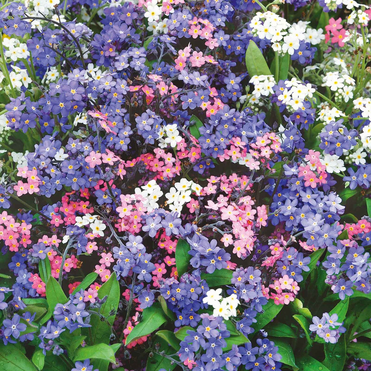 Forget Me Not Seeds - Mixed Colors